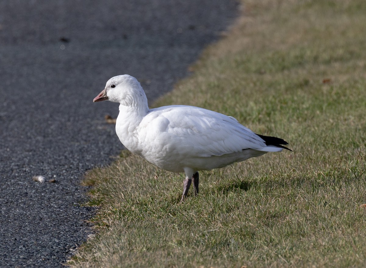 Ross's Goose - ML646941407