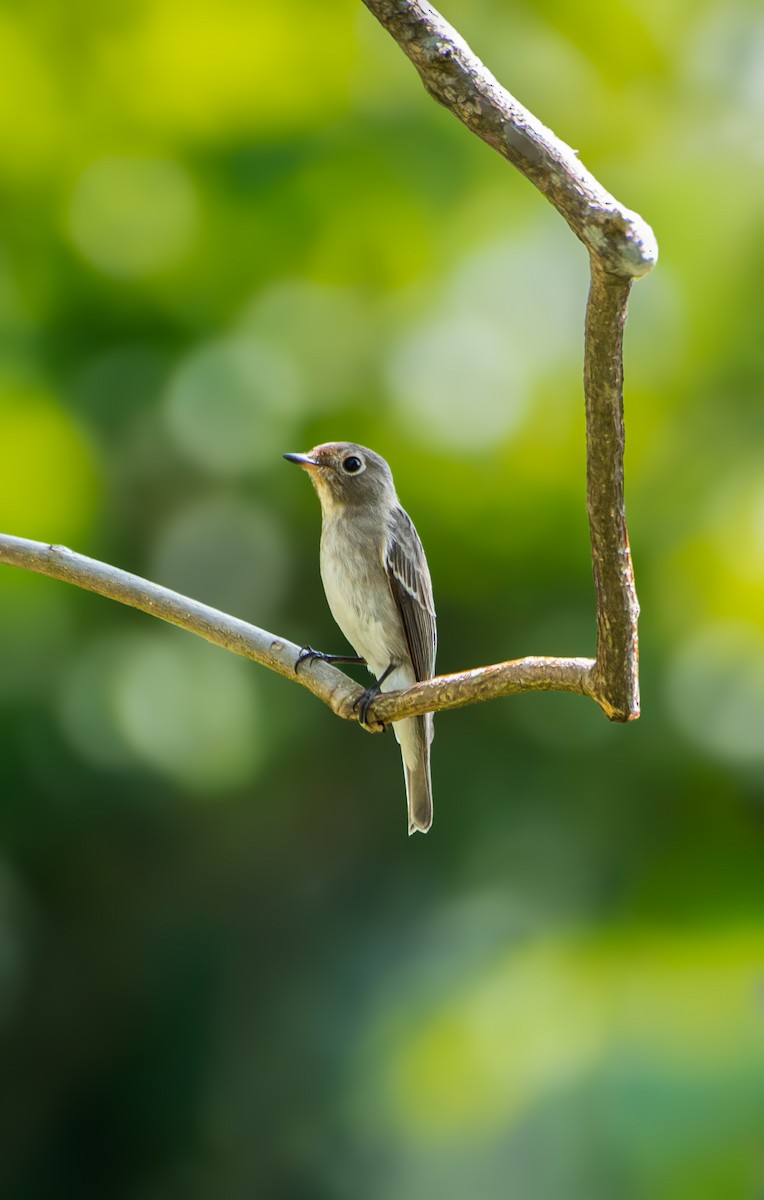 Asian Brown Flycatcher - ML646941408