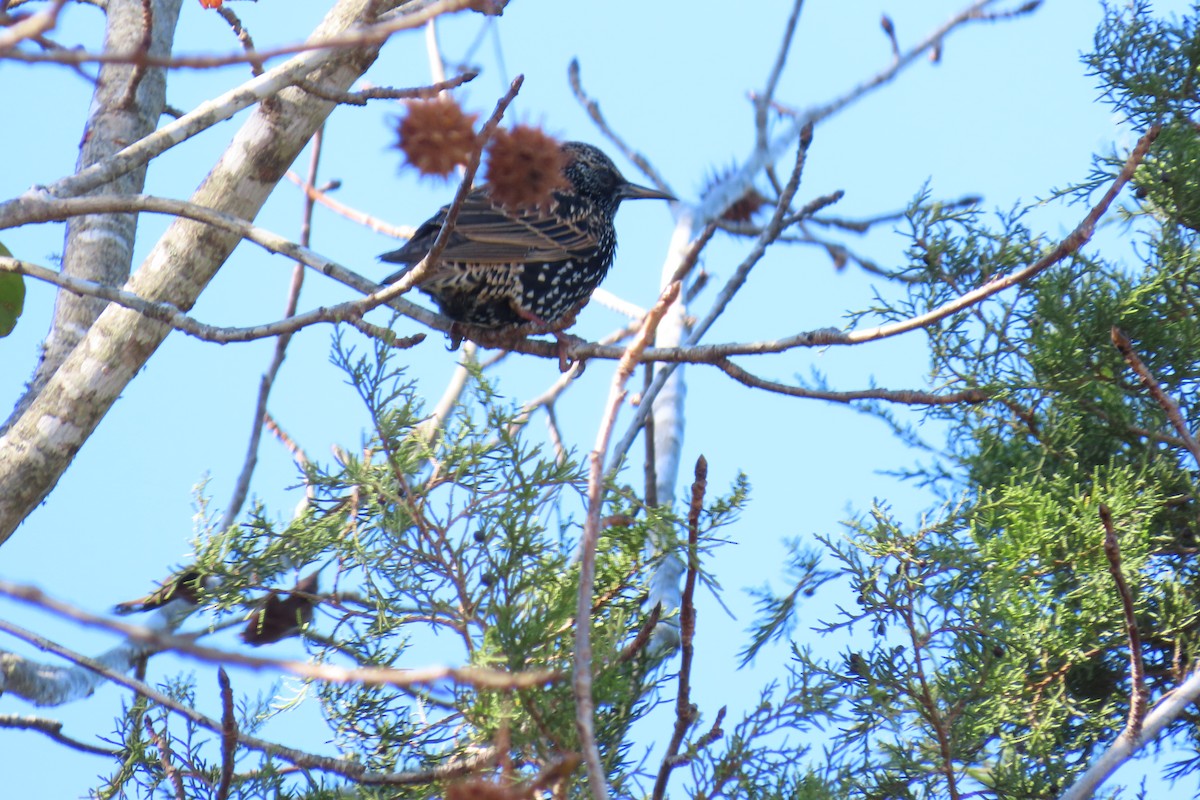 European Starling - ML646941412