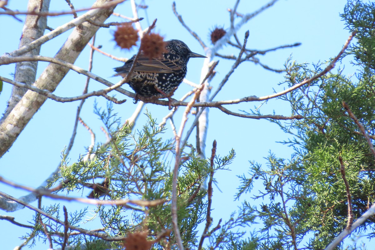 European Starling - ML646941413