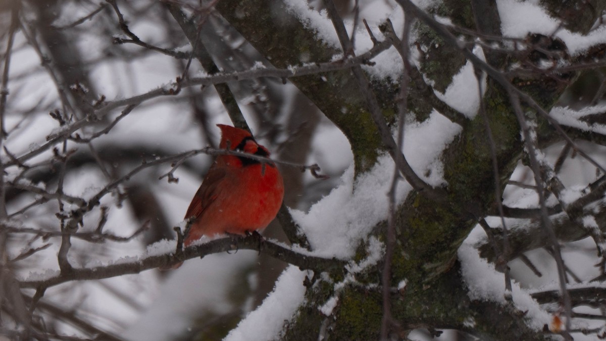 Cardenal Norteño - ML646941417