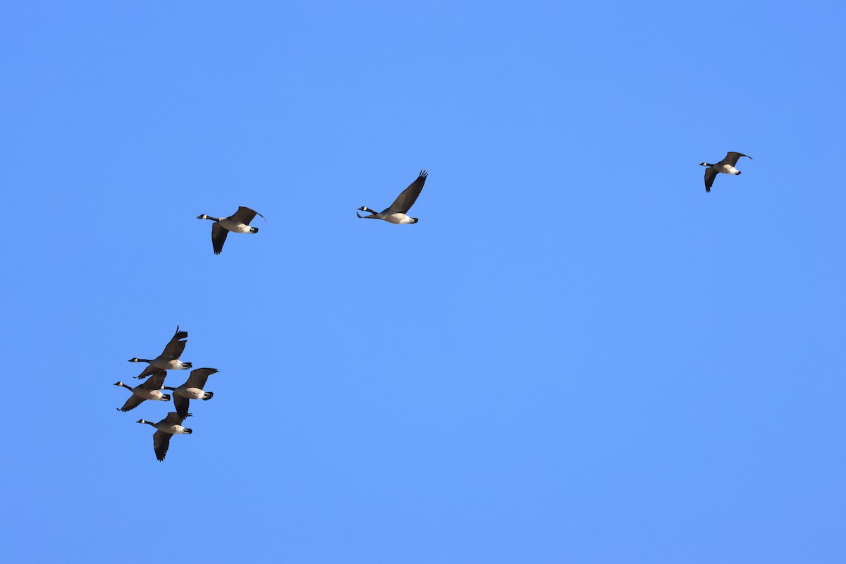 Canada Goose - ML646941418