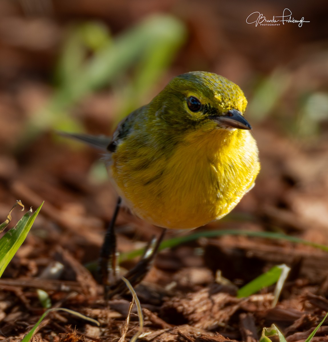 Сосновая древесница - ML646941419