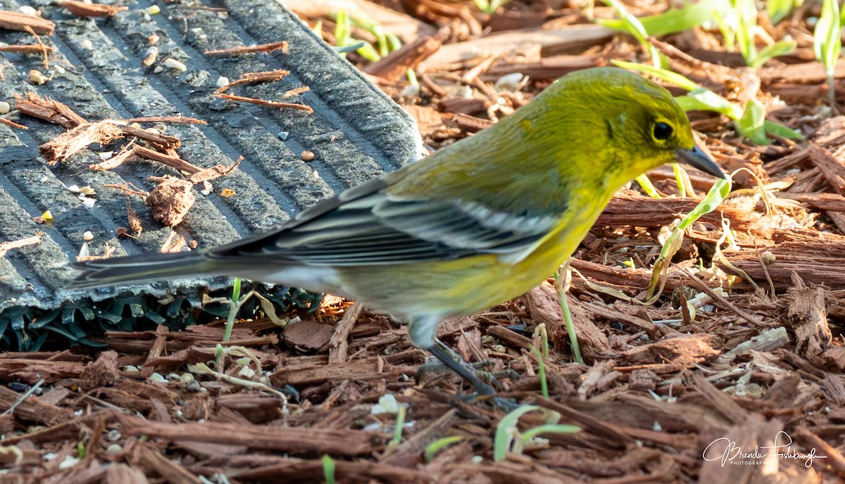 Сосновая древесница - ML646941420