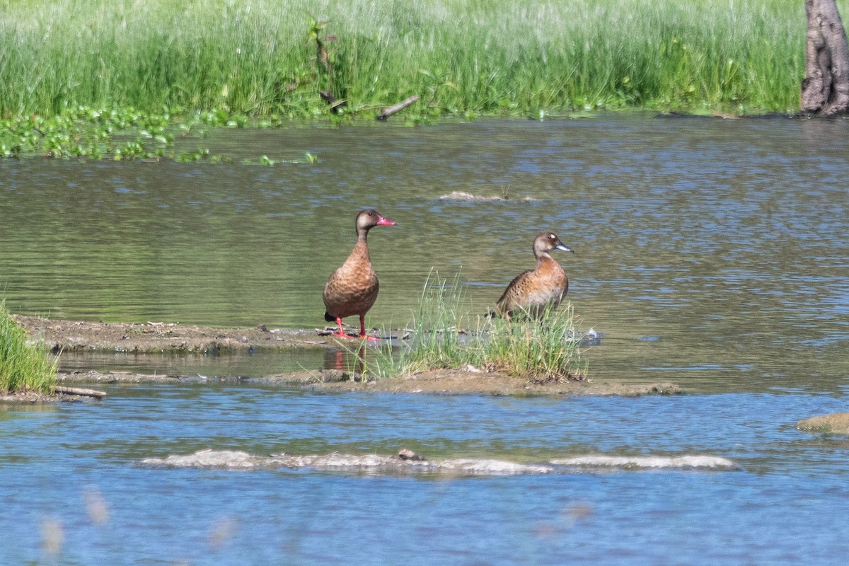 Brazilian Teal - ML646941425