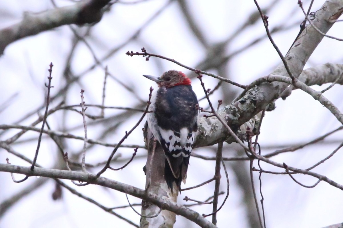 Red-headed Woodpecker - ML646941426