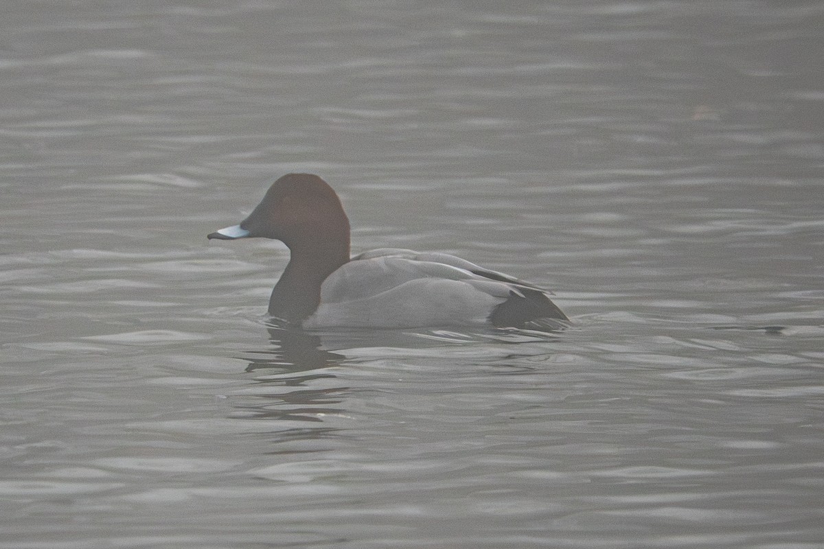 Common Pochard - ML646941429