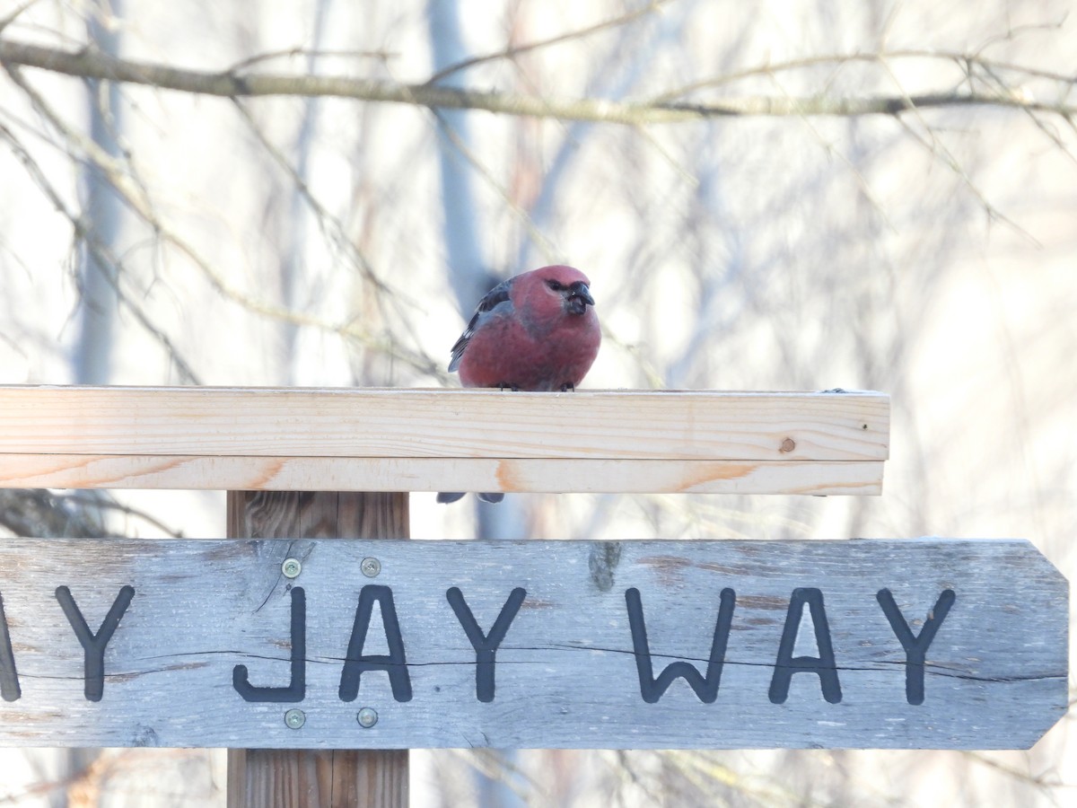 ギンザンマシコ - ML646941433