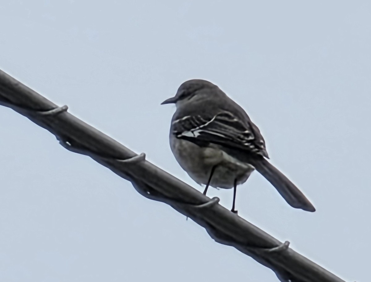 Sinsonte Norteño - ML646941439