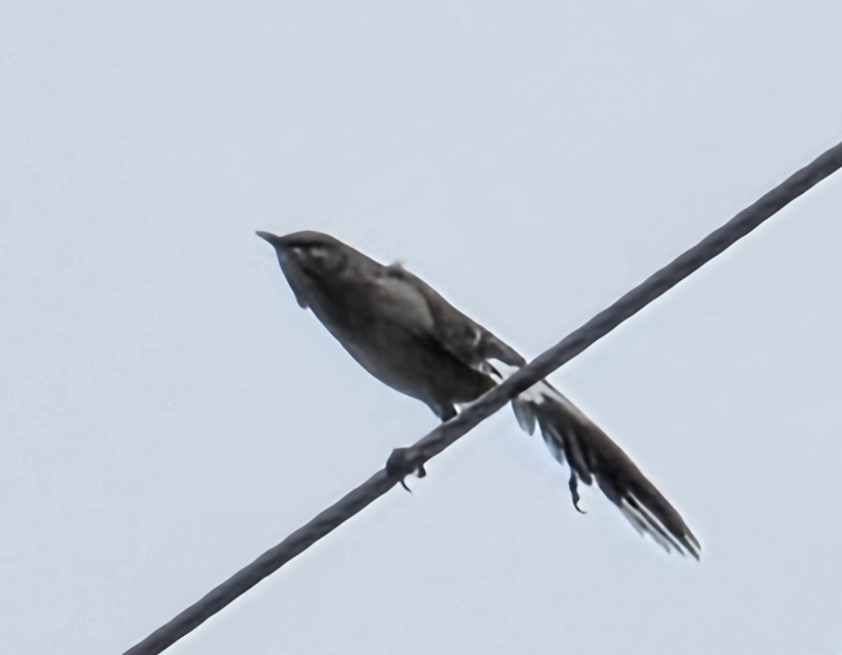 Sinsonte Norteño - ML646941440