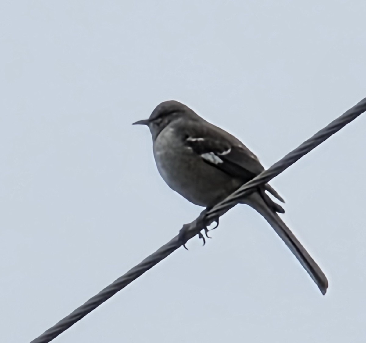 Sinsonte Norteño - ML646941441