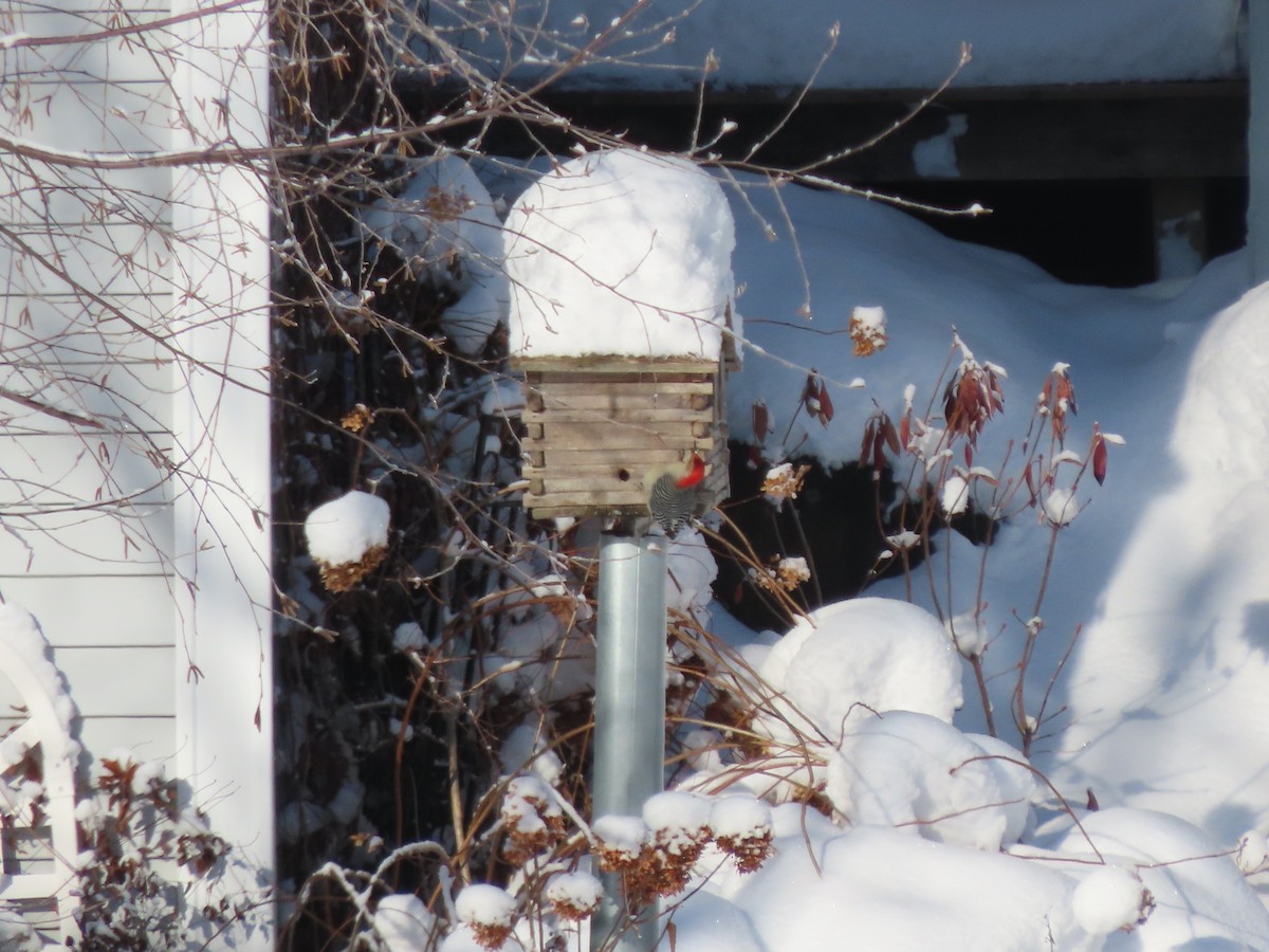 Red-bellied Woodpecker - ML646941444