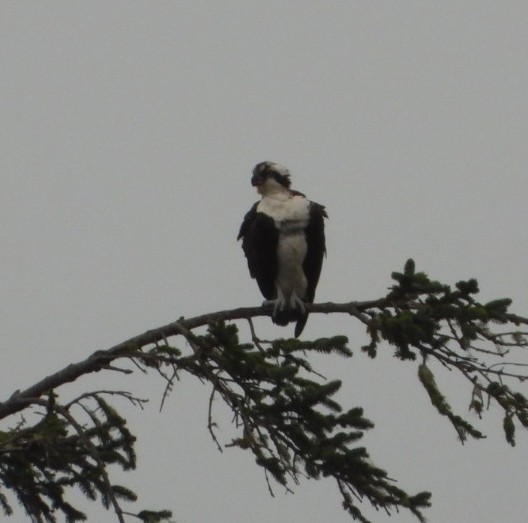 Osprey - ML646941446