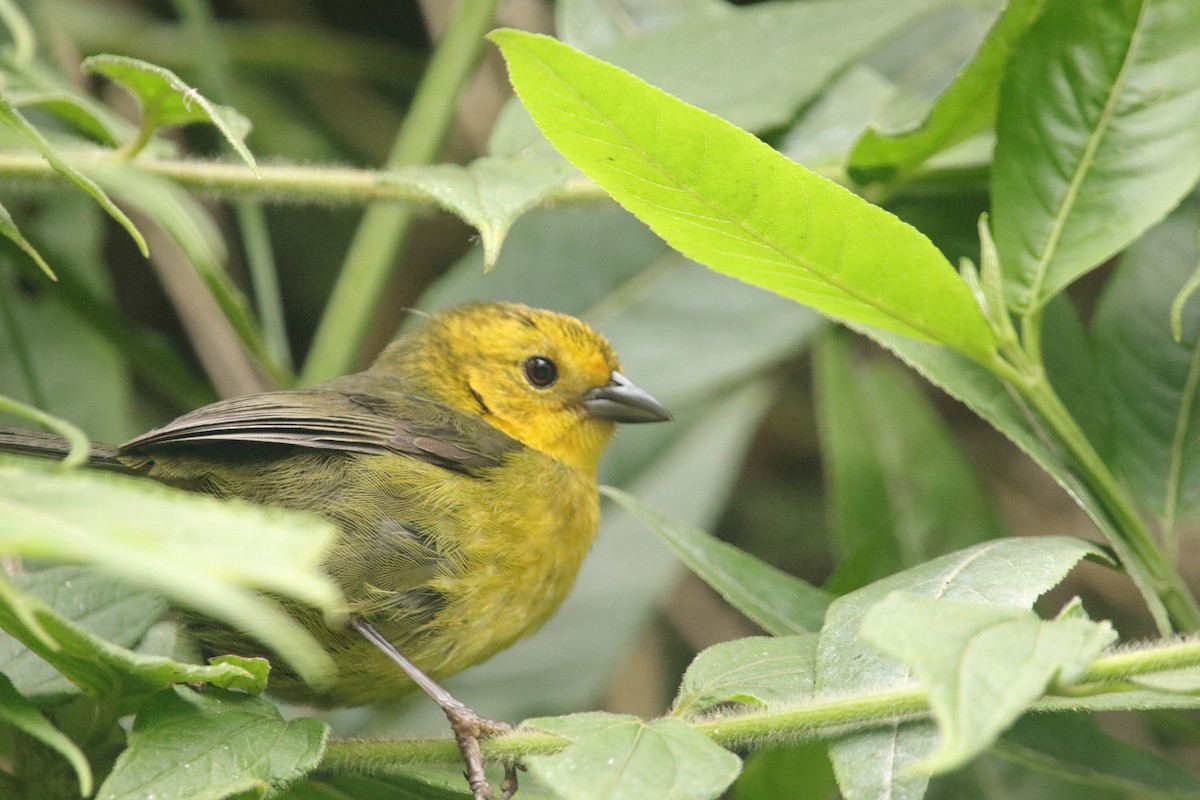 Yellow-headed Brushfinch - ML646941450
