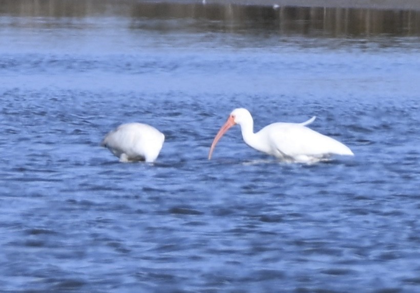 White Ibis - ML646941452