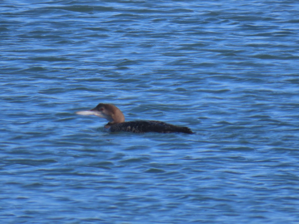 Common Loon - ML646941459