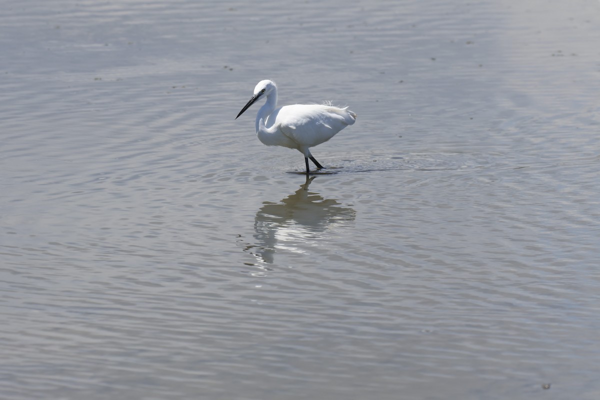 Seidenreiher (garzetta) - ML646941461