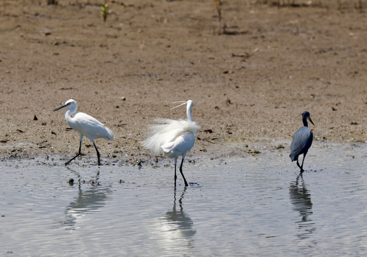 Seidenreiher (garzetta) - ML646941462