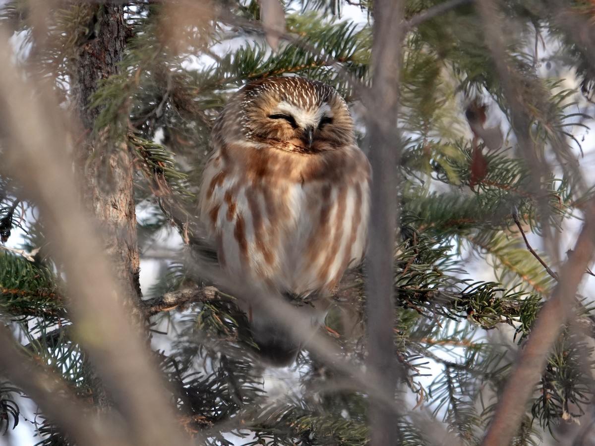 Northern Saw-whet Owl - ML646941464