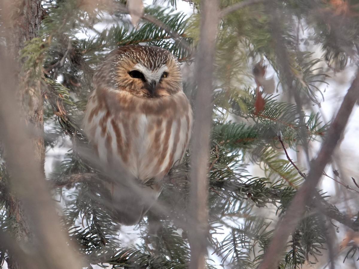 Northern Saw-whet Owl - ML646941465
