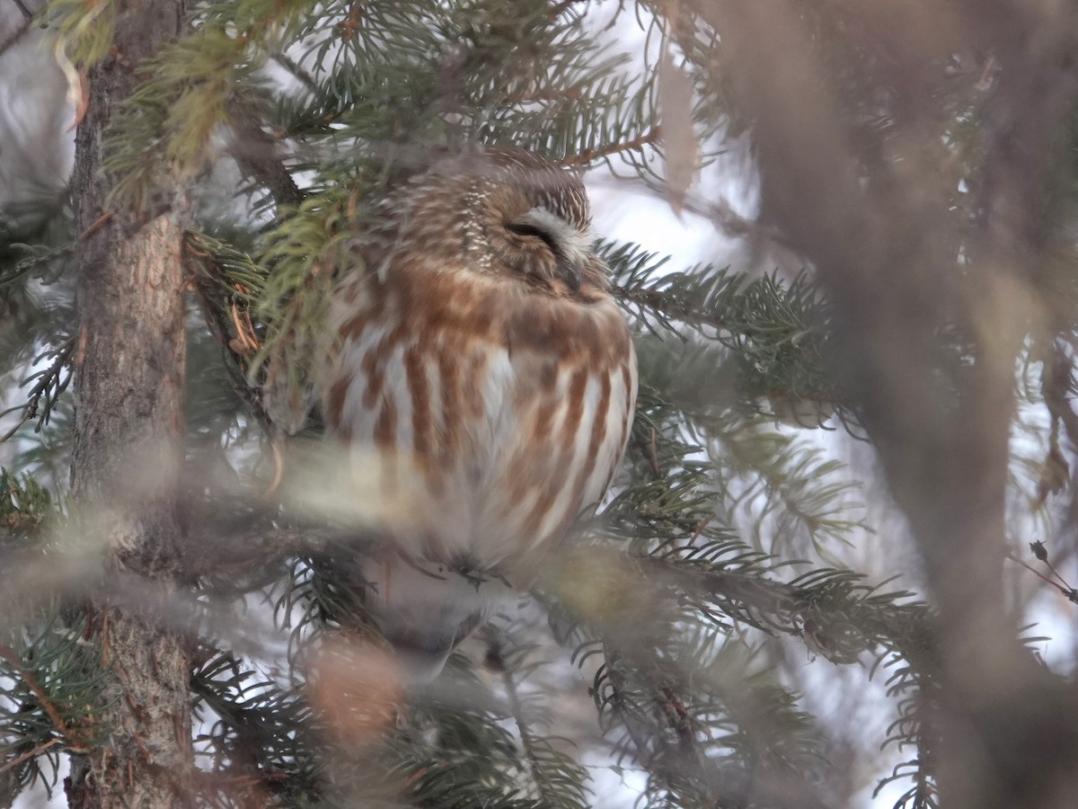 Northern Saw-whet Owl - ML646941466