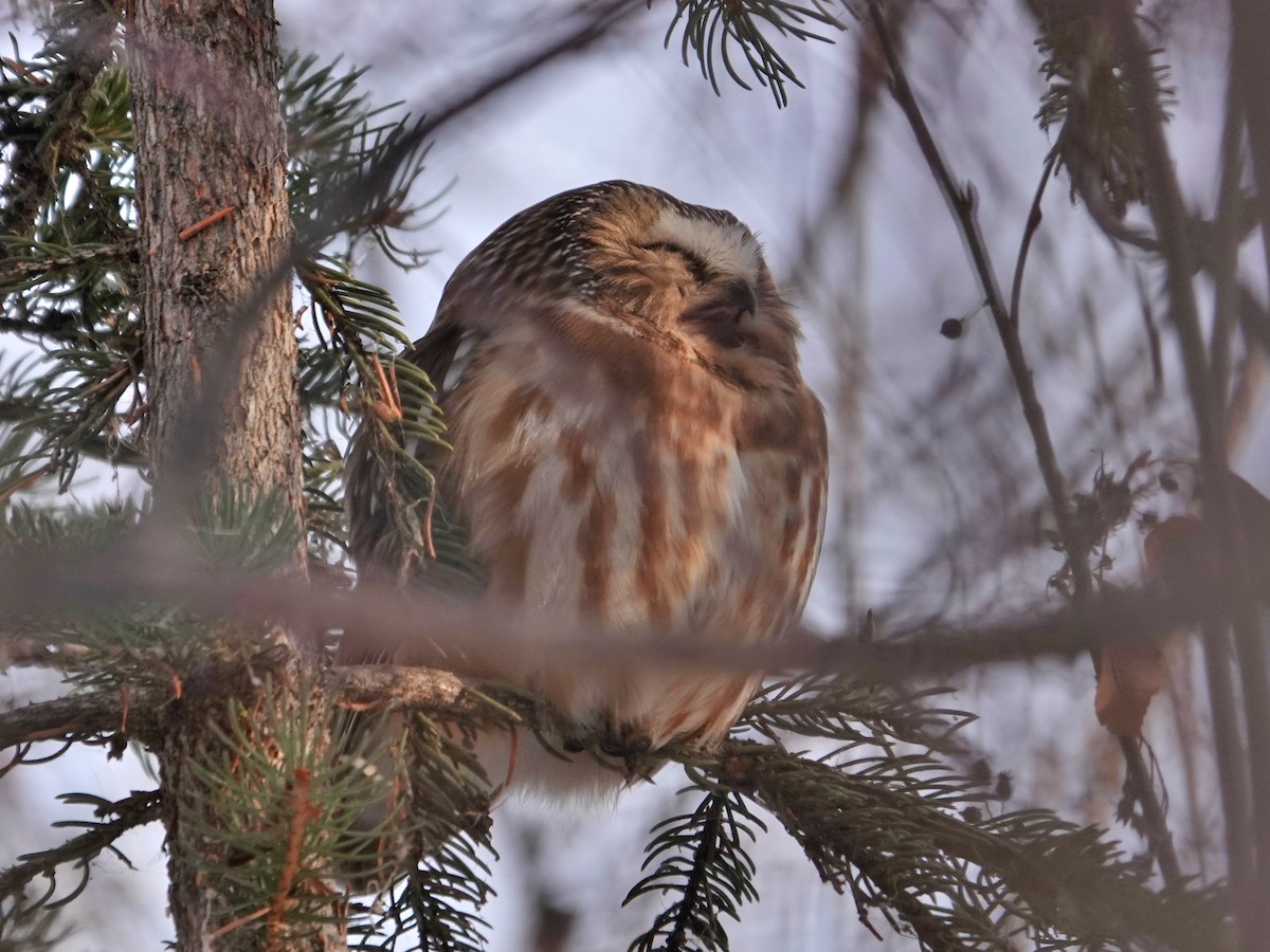 Northern Saw-whet Owl - ML646941467