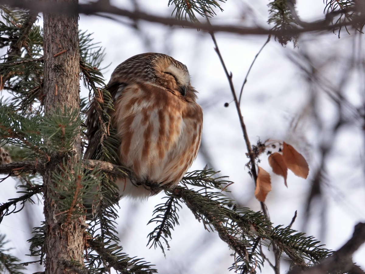 Northern Saw-whet Owl - ML646941468