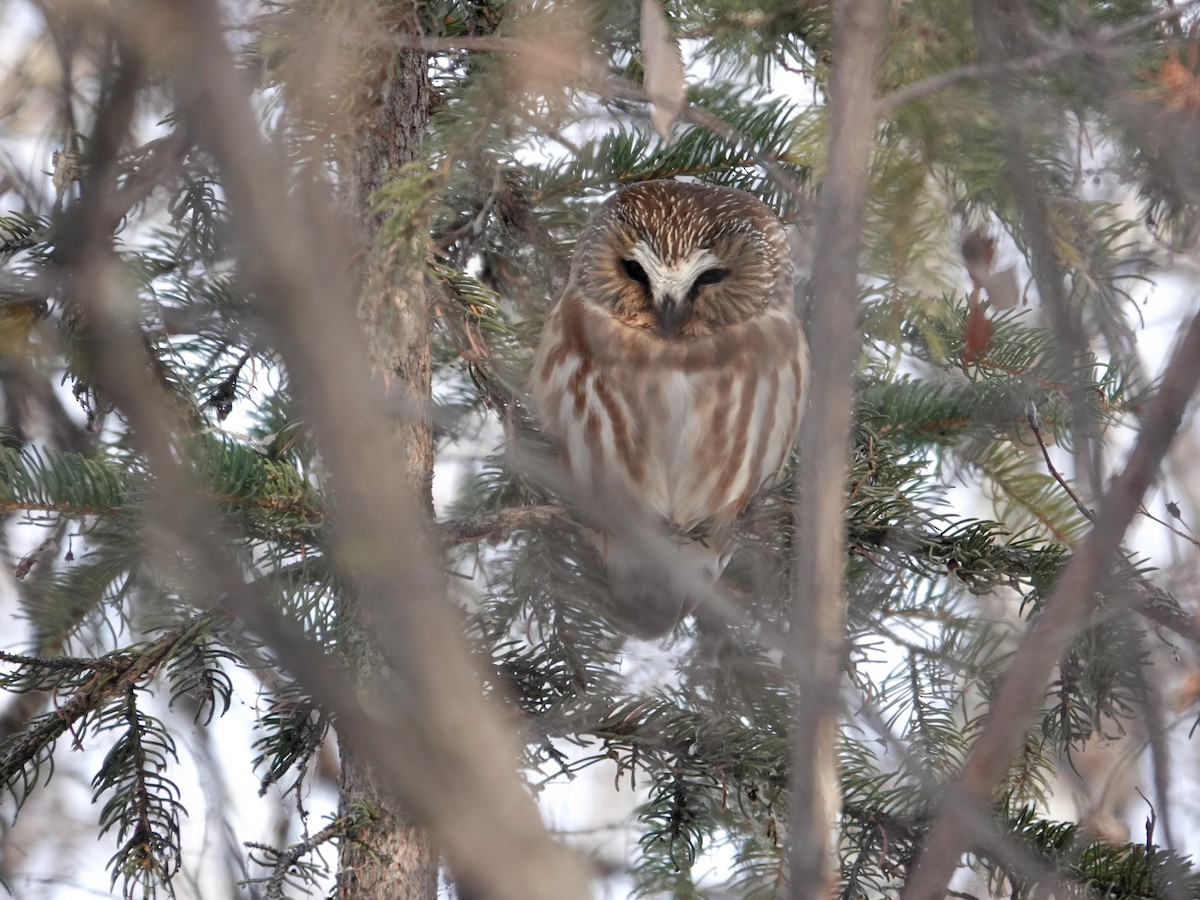 Northern Saw-whet Owl - ML646941469