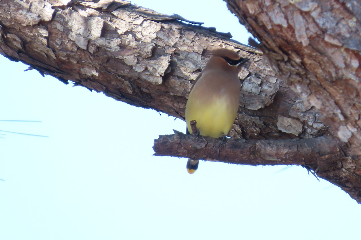 Cedar Waxwing - ML646941470