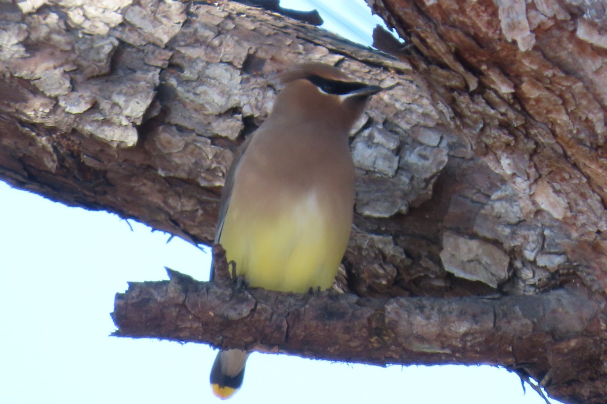 Cedar Waxwing - ML646941471