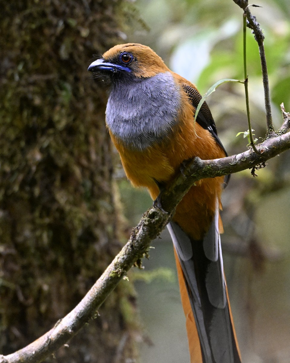 Whitehead's Trogon - ML646941473
