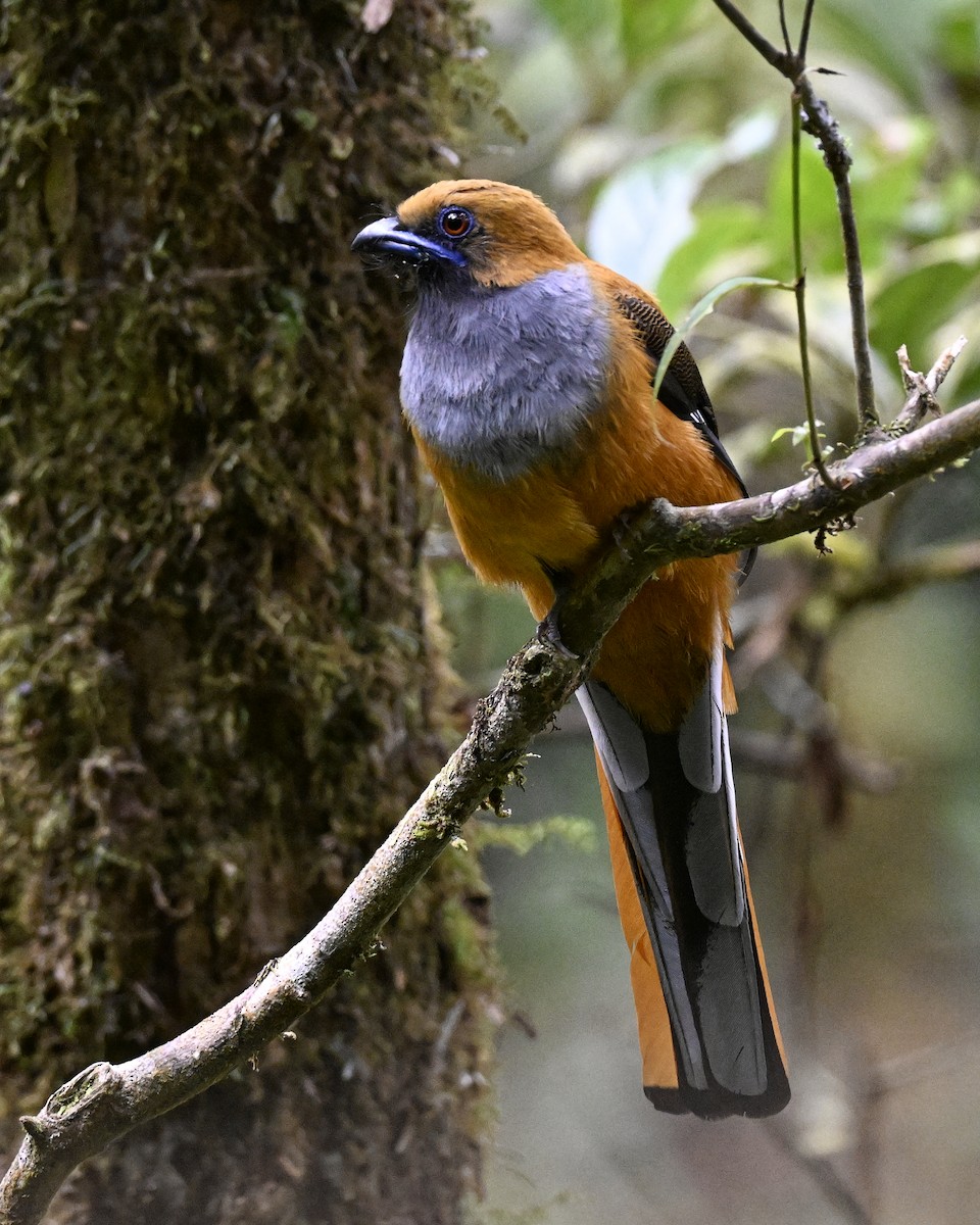 Whitehead's Trogon - ML646941474