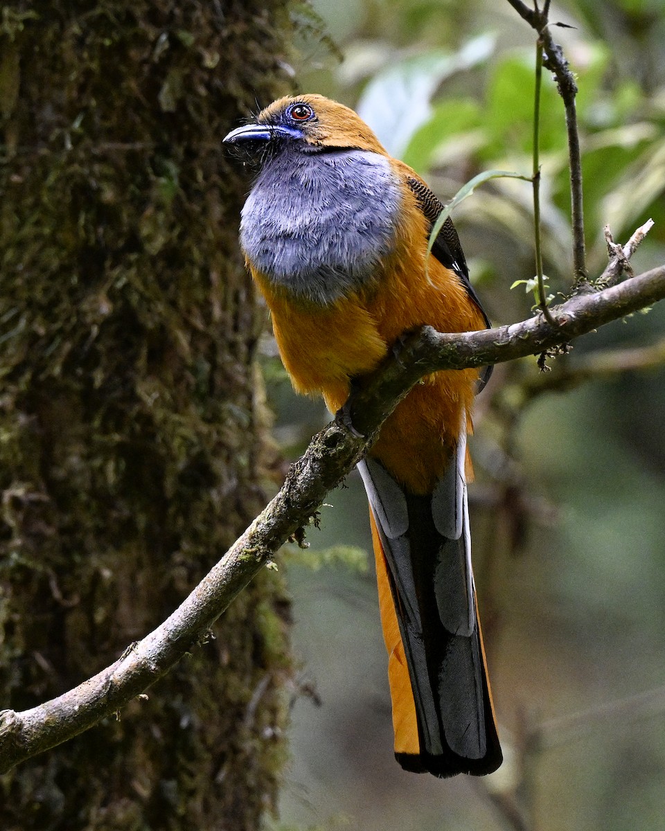 Whitehead's Trogon - ML646941475