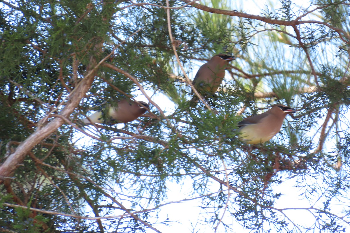Cedar Waxwing - ML646941476