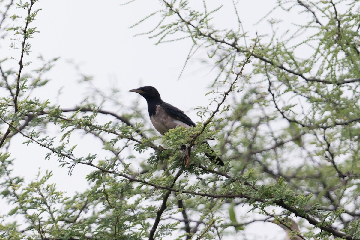 Rosy Starling - ML646941481