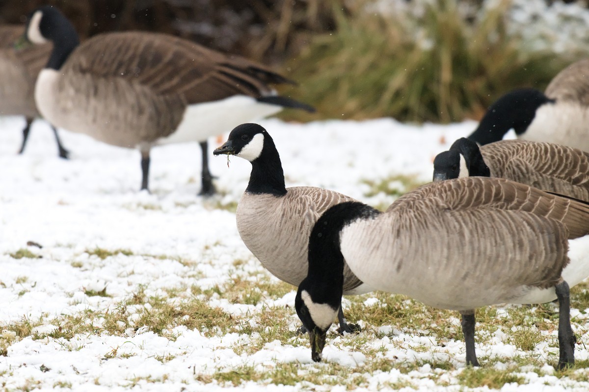 小加拿大雁 - ML646941484