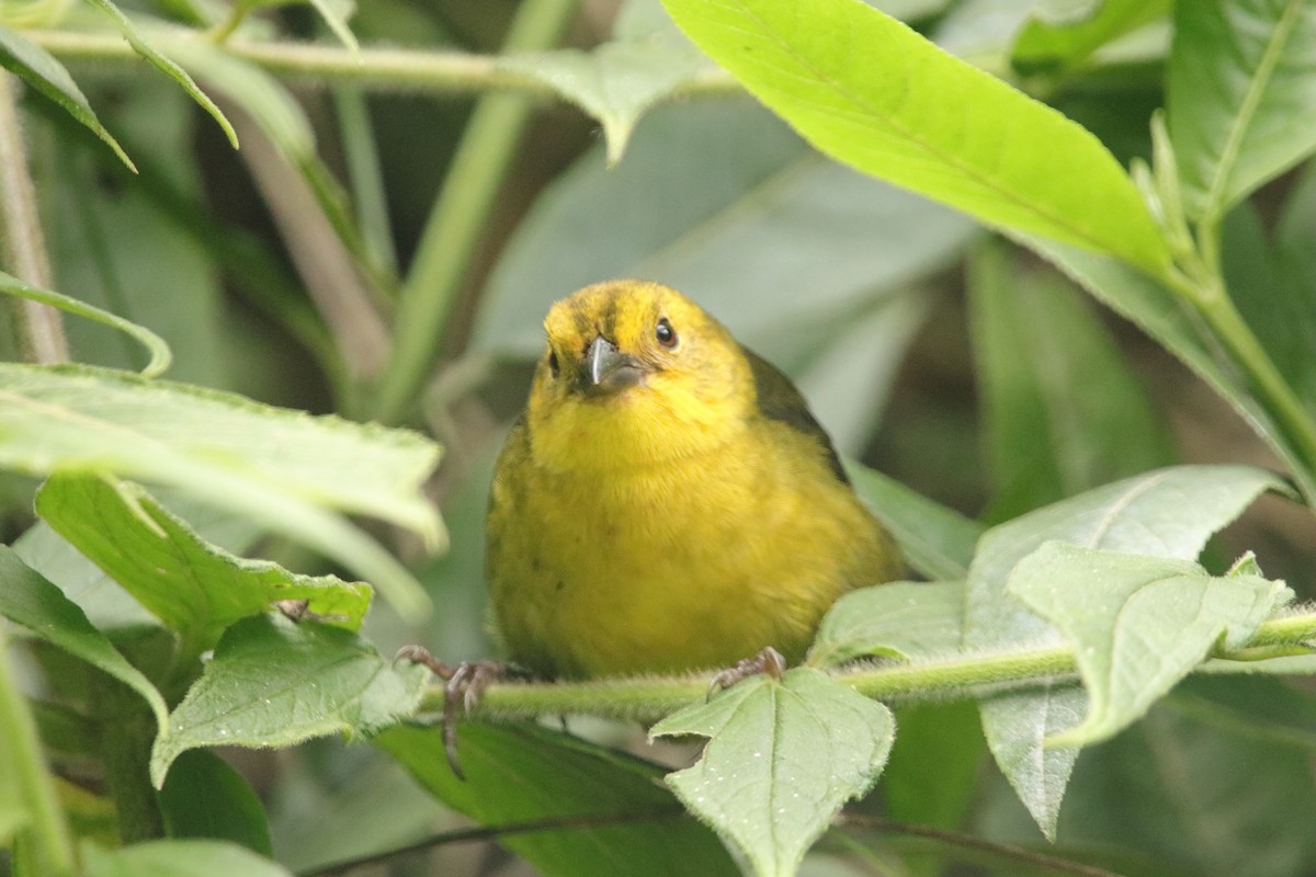Yellow-headed Brushfinch - ML646941488