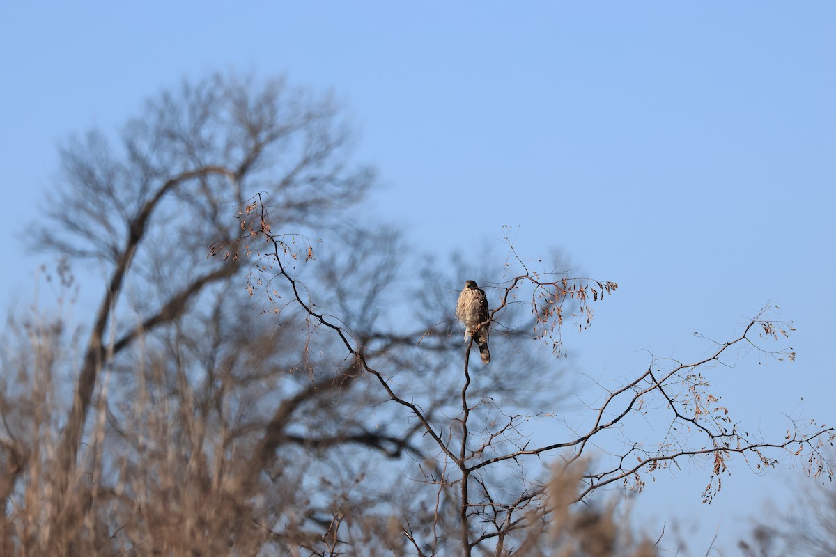 Sharp-shinned Hawk - ML646941490