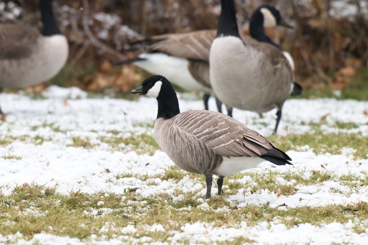 小加拿大雁 - ML646941492