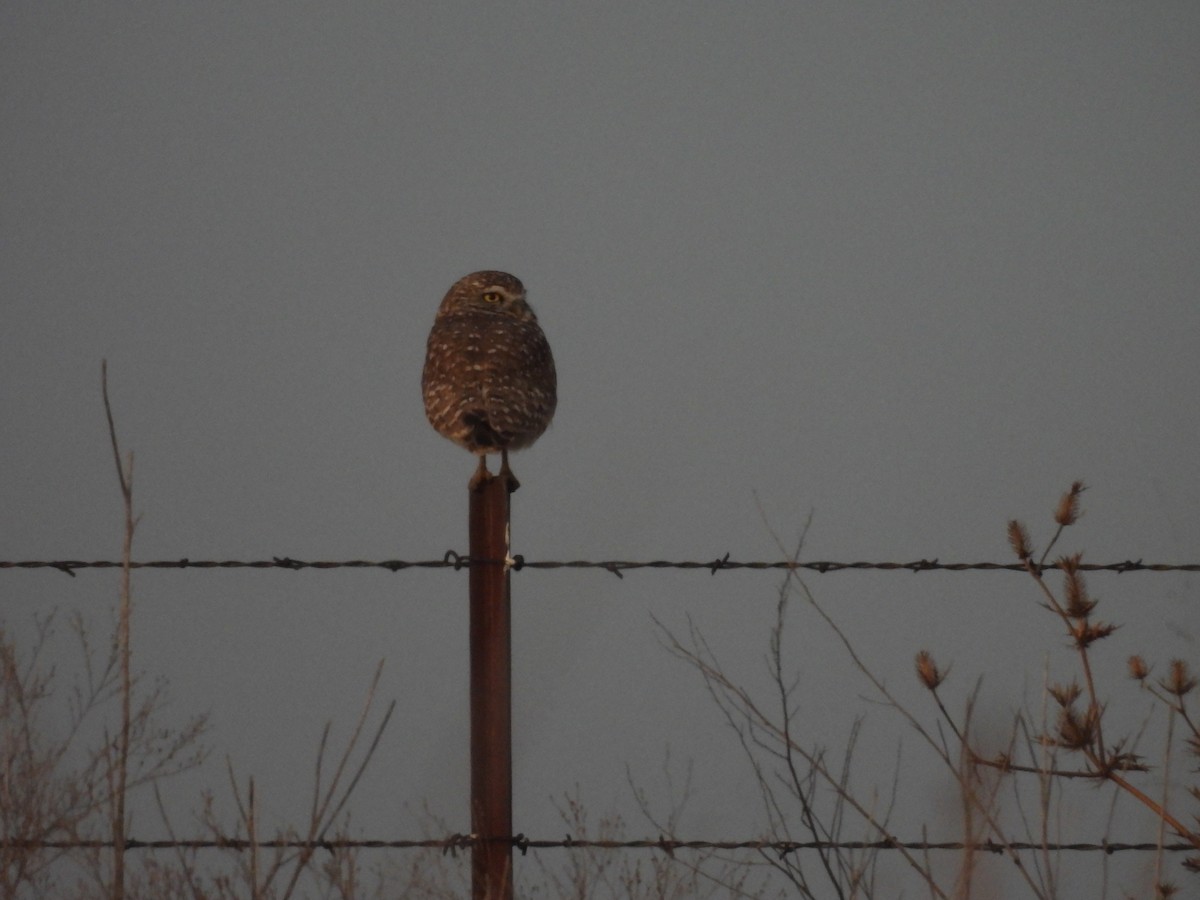 Burrowing Owl - ML646941493