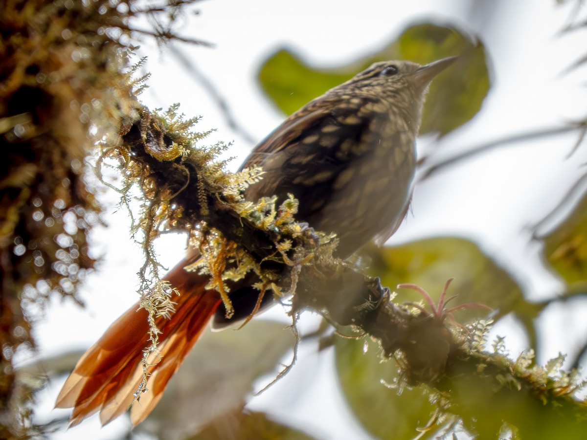 アカバネヒゲオカマドドリ - ML646941494