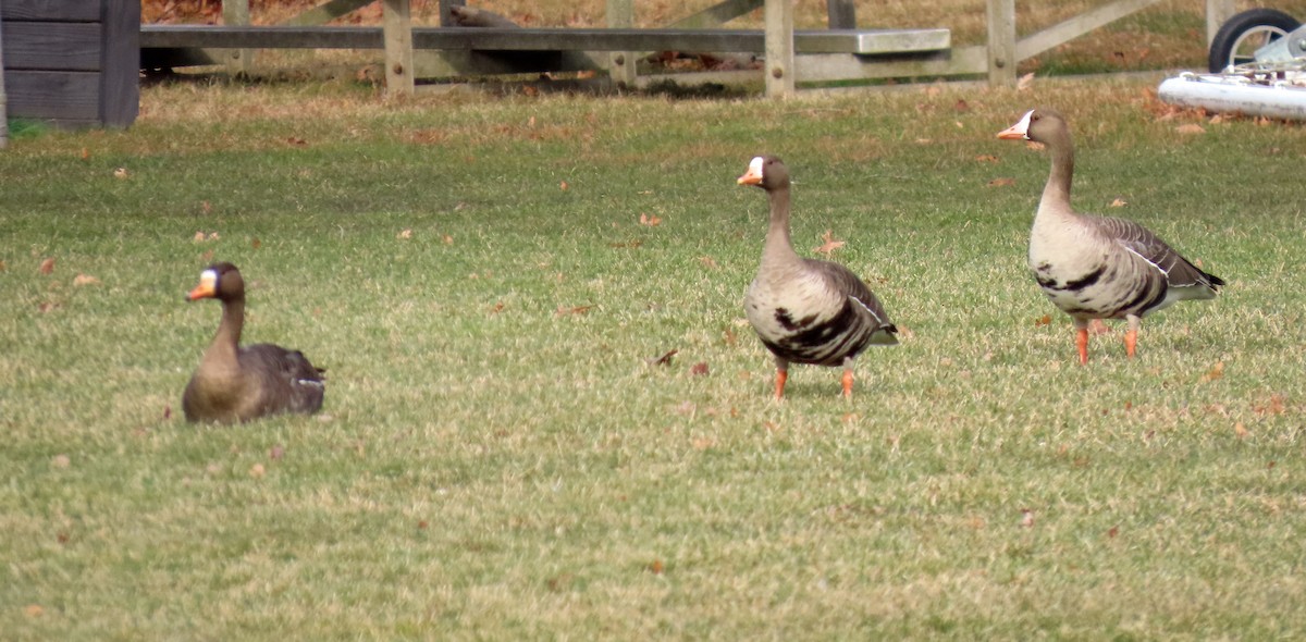 Greater White-fronted Goose - ML646941497