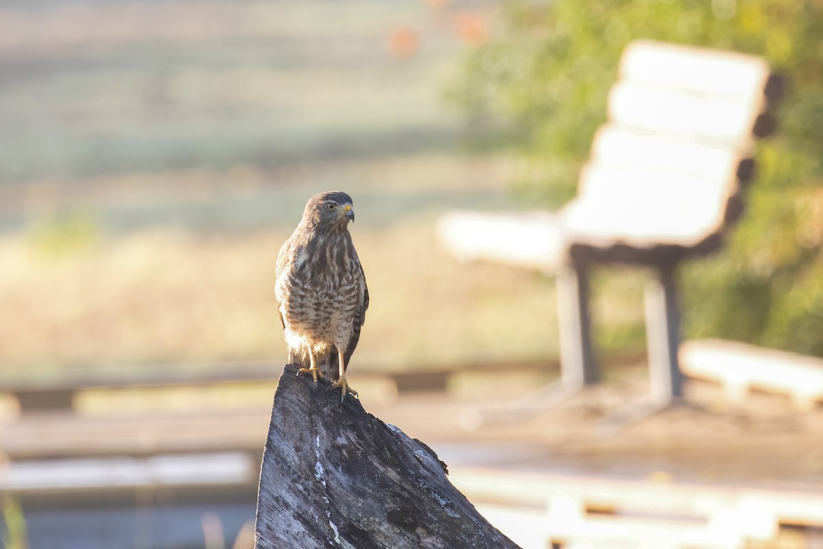 Roadside Hawk - ML646941498
