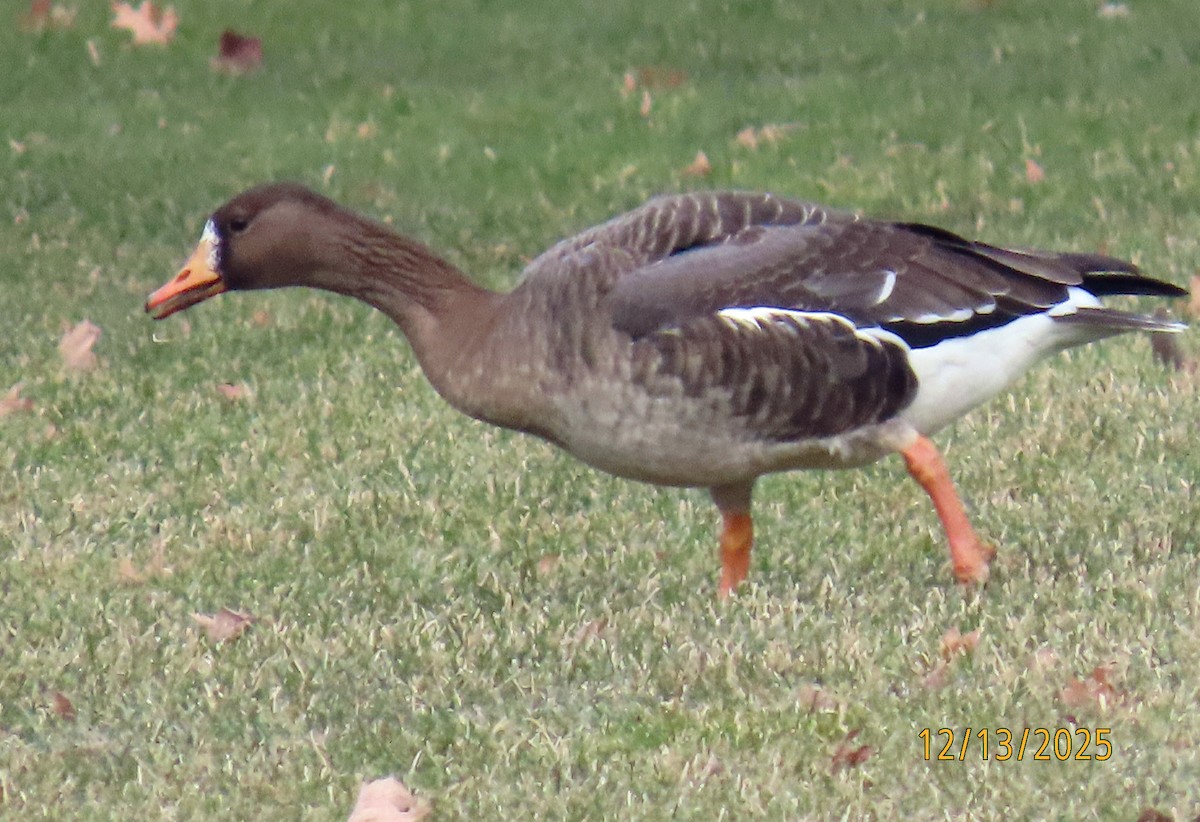 Greater White-fronted Goose - ML646941499