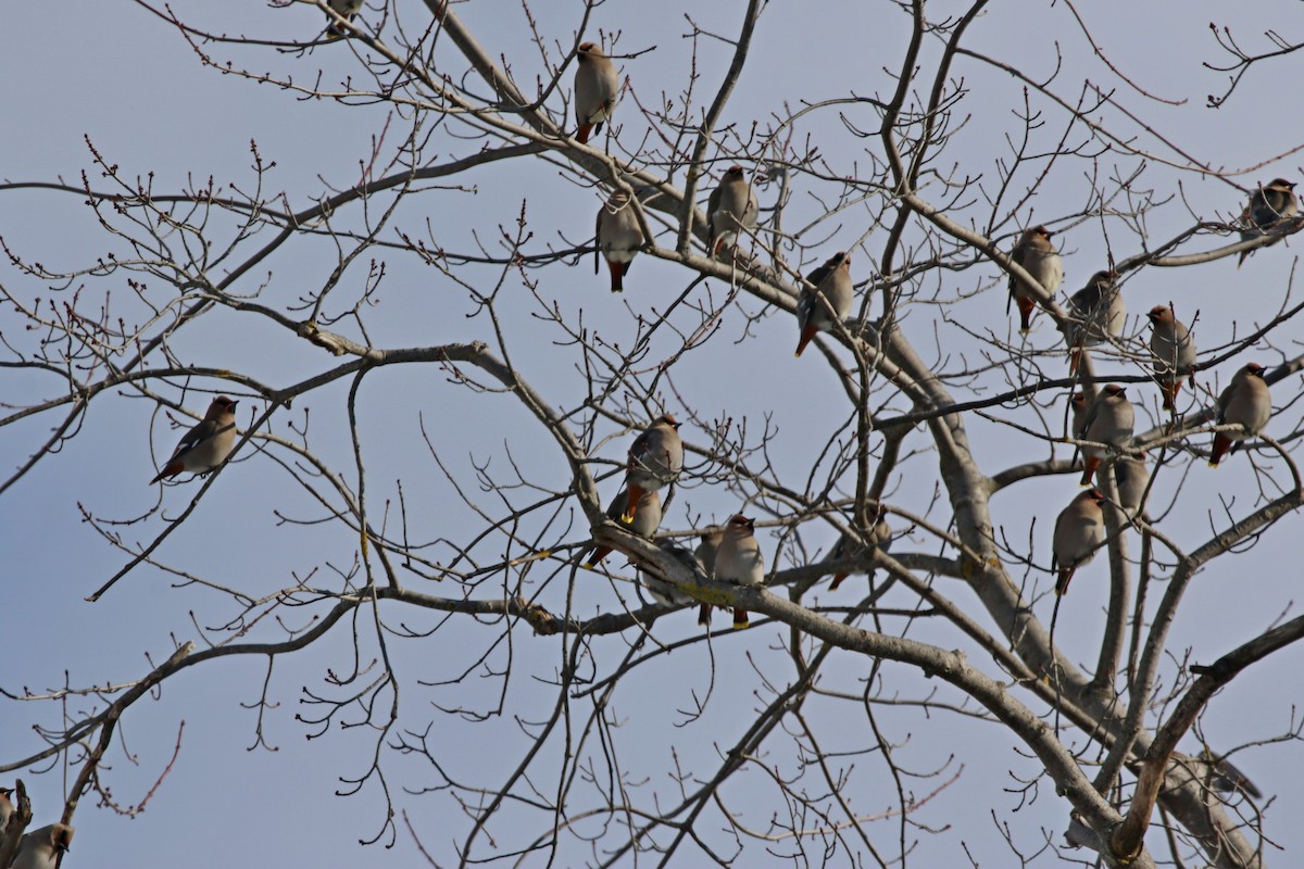 İpekkuyruk - ML646941504