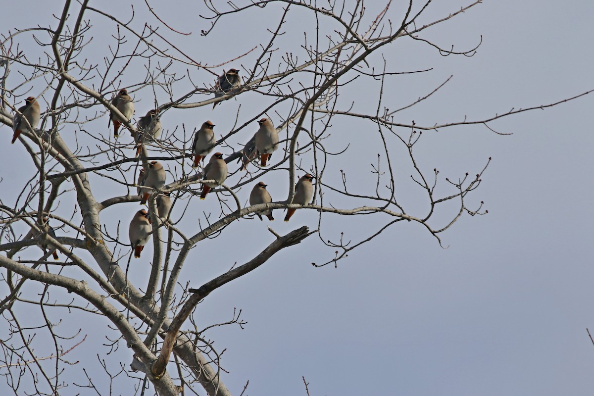 İpekkuyruk - ML646941505