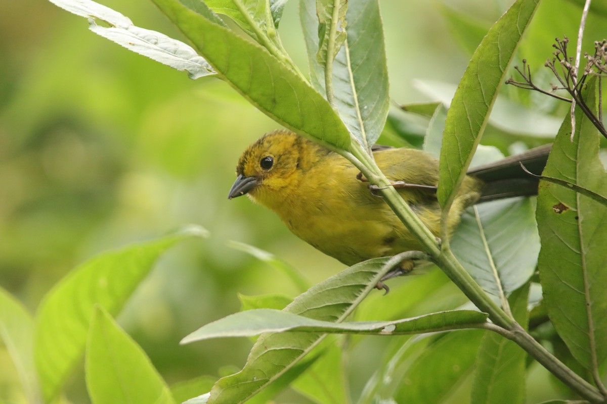 Yellow-headed Brushfinch - ML646941506