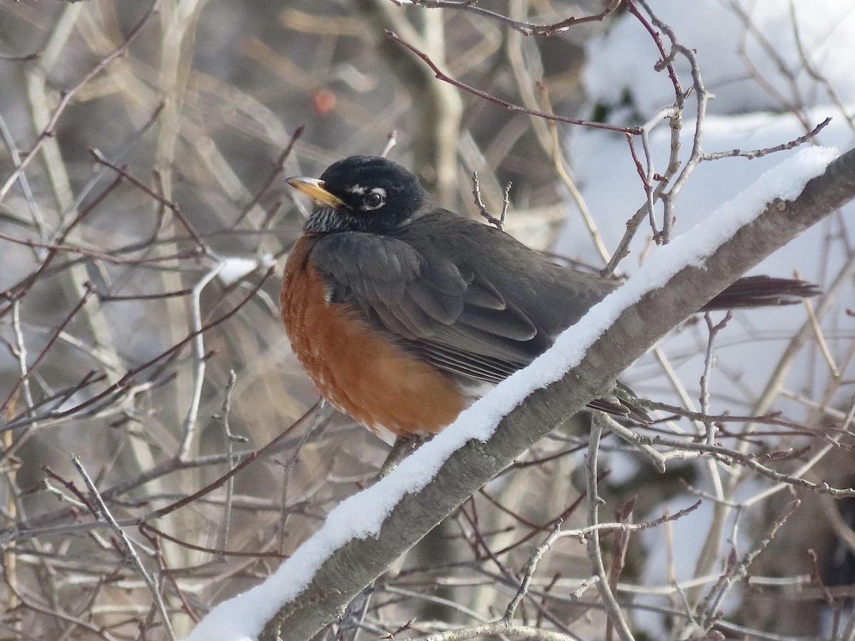 American Robin - ML646941507