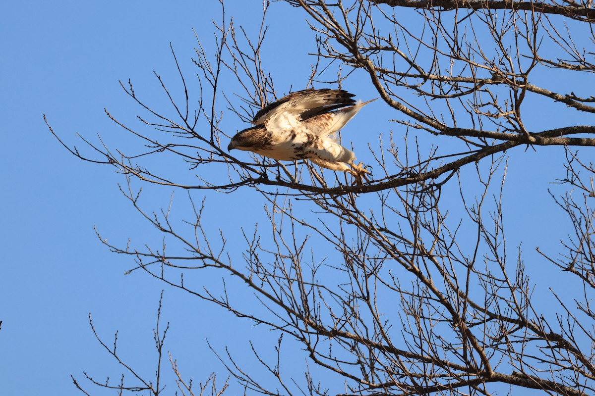 Red-tailed Hawk - ML646941510
