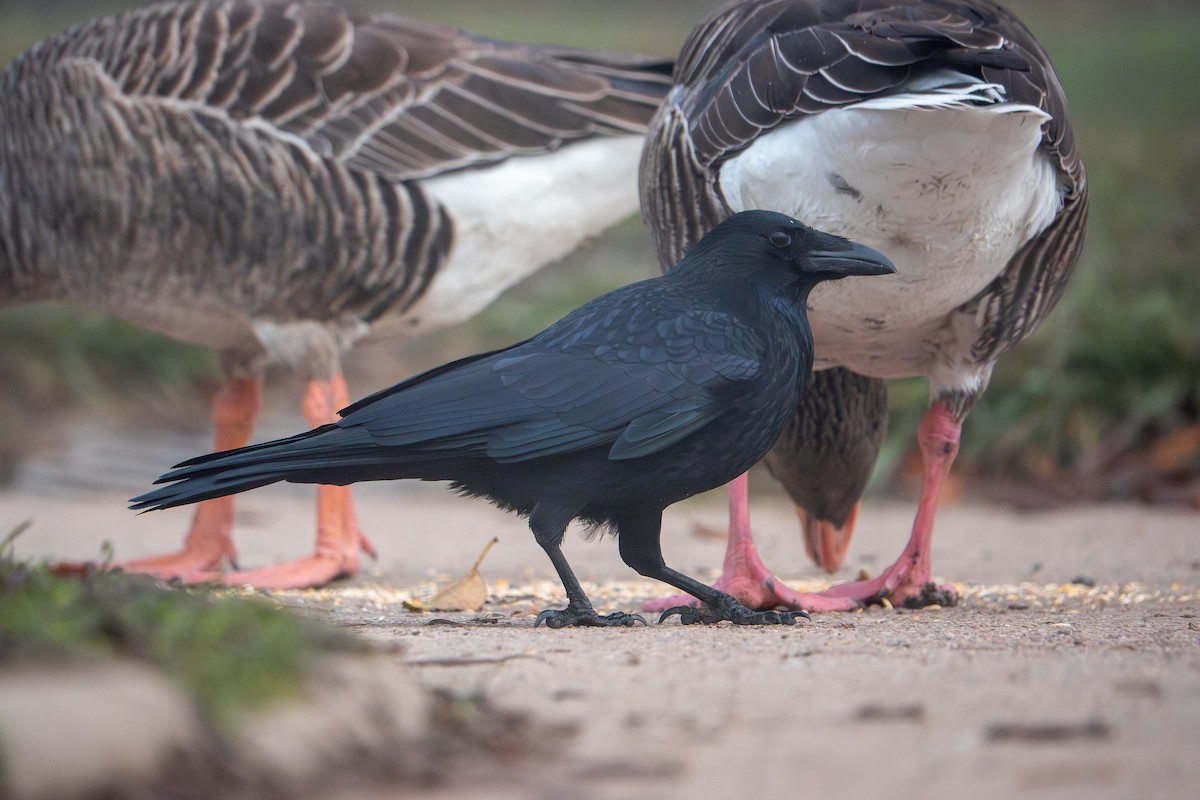 vrána černá - ML646941513